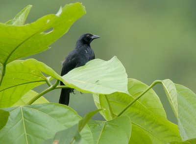 Scrub Blackbird