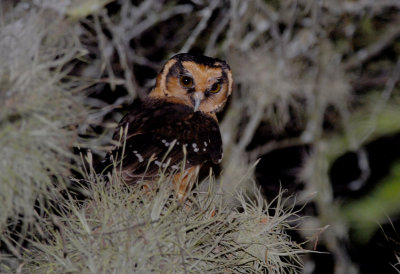 Buff-fronted Owl