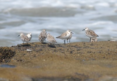 Sanderling