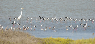 Waders at Salinas