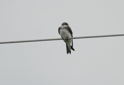 Bank Swallow