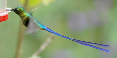 Violet-tailed Sylph