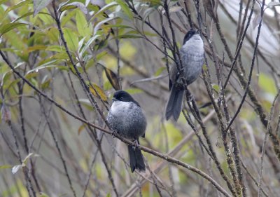 Black-backed Bush-Tanager