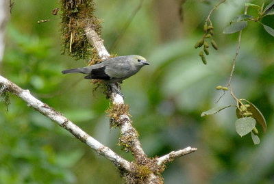 Palm Tanager