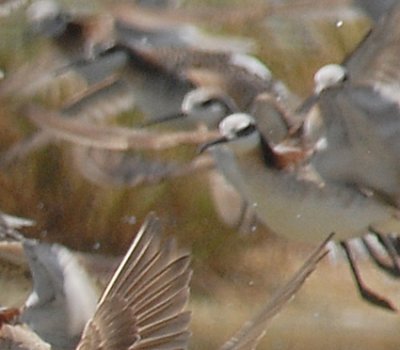 Wilson's Phalarope