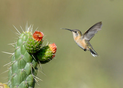 Purple-collared Woodstar