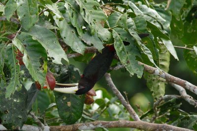 Ivory-billed Aracari