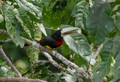 Ivory-billed Aracari