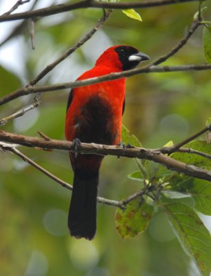 Masked Crimson Tanager