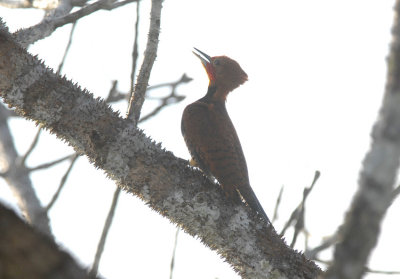 Ringed Woodpecker