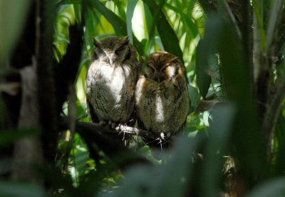 Tropical Screech-Owl