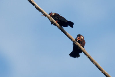 White-eared Jacamar