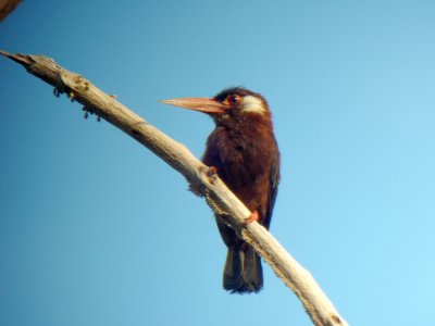 White-eared Jacamar