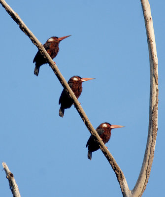 White-eared Jacamar