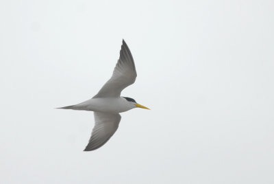 Yellow-billed Tern