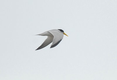 Yellow-billed Tern