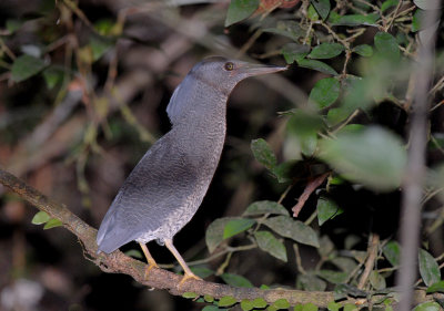 Zigzag Heron