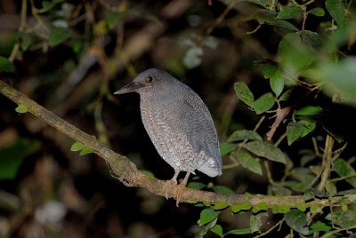 Zigzag Heron