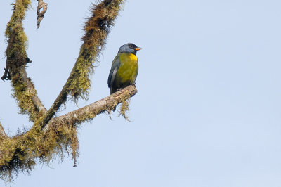 Moss-backed Tanager