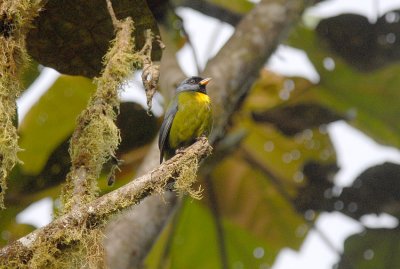 Moss-backed Tanager