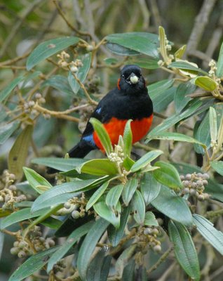 Scarlet-bellied Mountain-Tanager