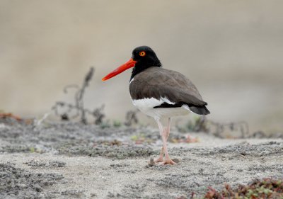 American Oystercatcher