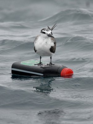 Bridled Tern