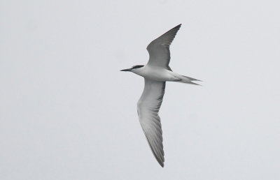 Bridled Tern