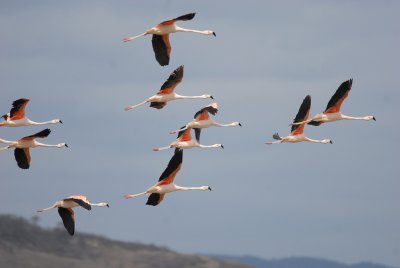 Chilean Flamingo