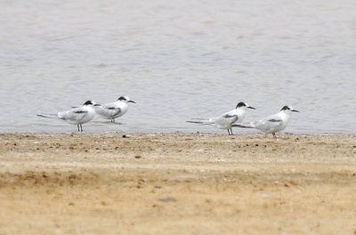 Common Tern