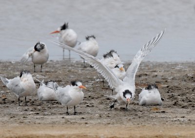 Elegant Tern