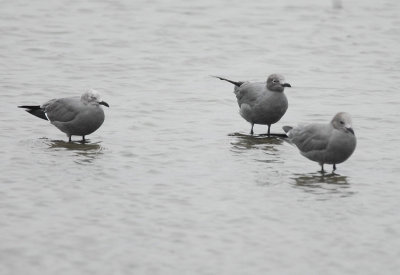 Gray Gull