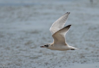 Gull-billed Tern