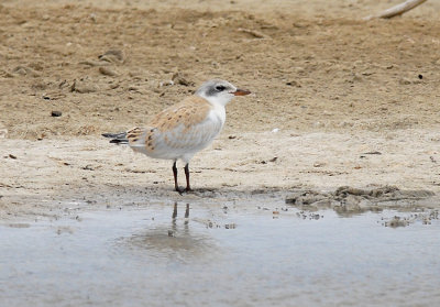 Gull-billed Tern