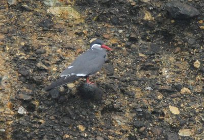 Inca Tern