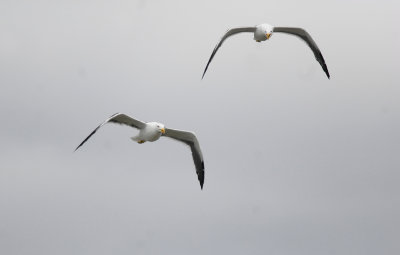 Kelp Gull