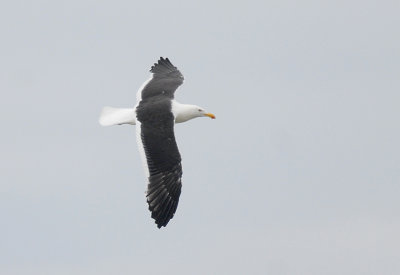 Kelp Gull