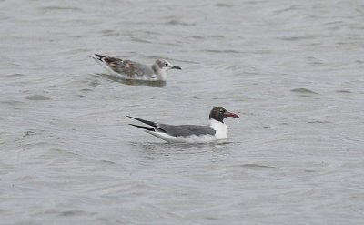 Laughing Gull