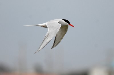 South American Tern