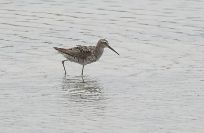 Stilt Sandpiper