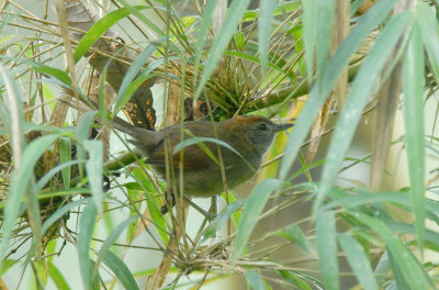 Azaras Spinetail