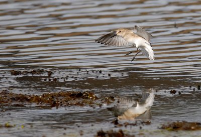 Baird's Sandpiper