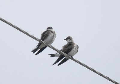 Brown-chested Martin