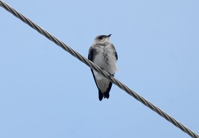 Brown-chested Martin