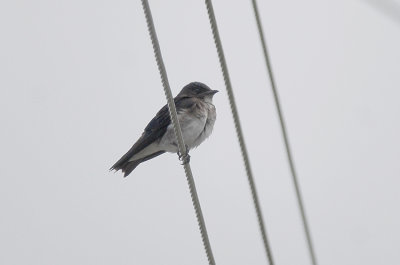 Gray-breasted Martin