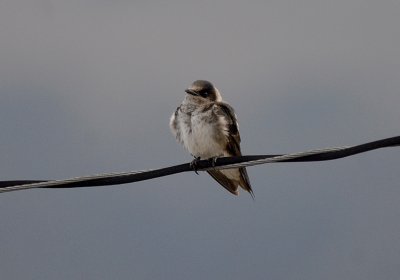 Purple Martin