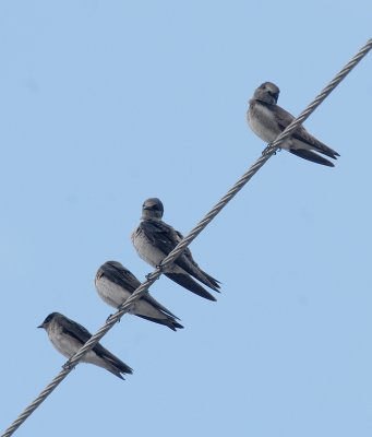 Purple Martin