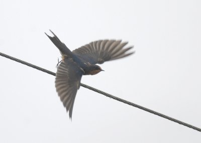 Barn Swallow