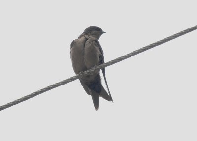 Brown-bellied Swallow6