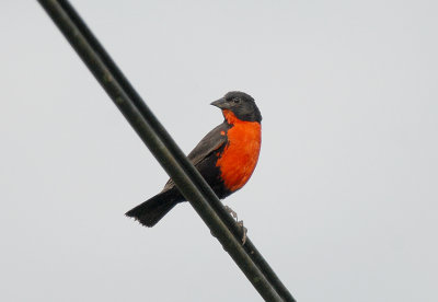 Red-breasted Blackbird